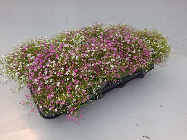 Picture of Gypsophila muralis duo