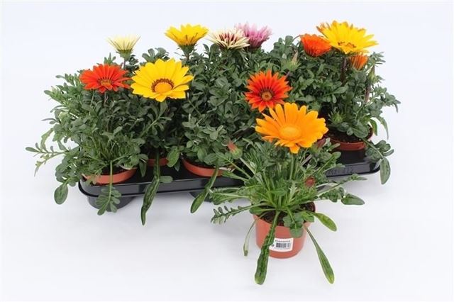 Picture of Gazania mix tray