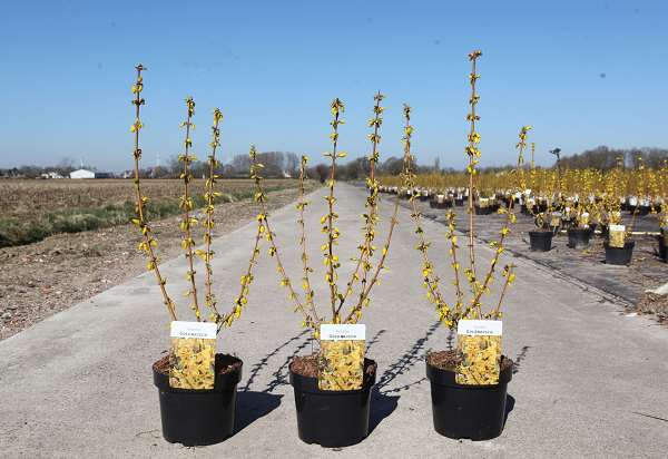 Picture of Forsythia intermedia goldrausch
