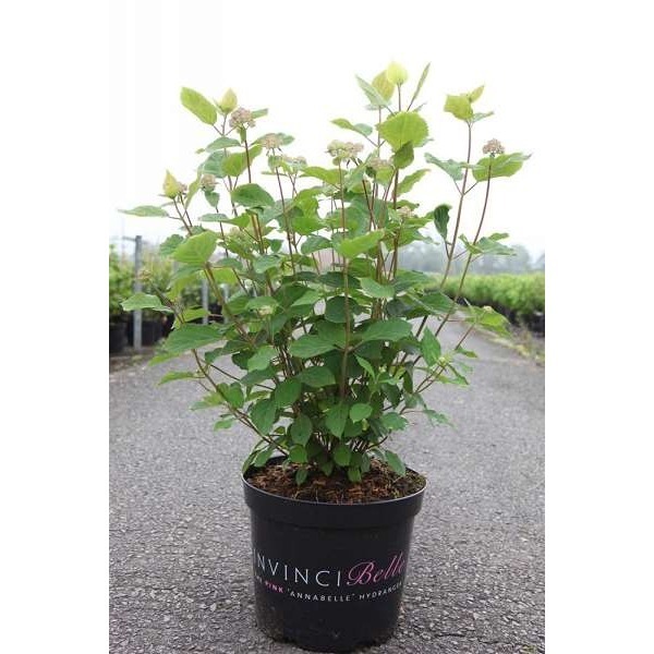 Picture of Hydrangea arb  pink annabelle