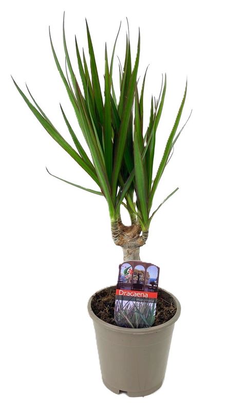 Picture of Dracaena marginata on stem