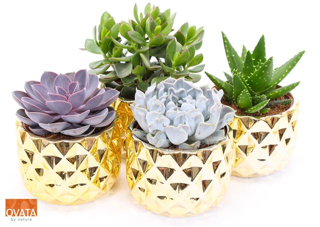 Picture of SUCCULENT MIX IN GOLD CERAMIC