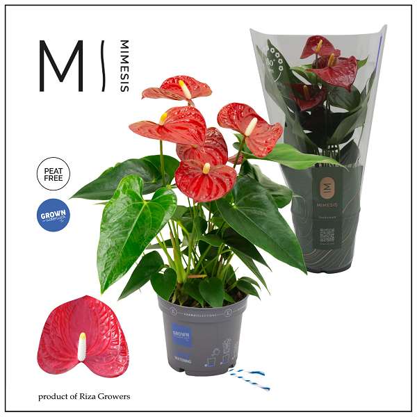 Picture of Anthurium andreanum grandi flora red