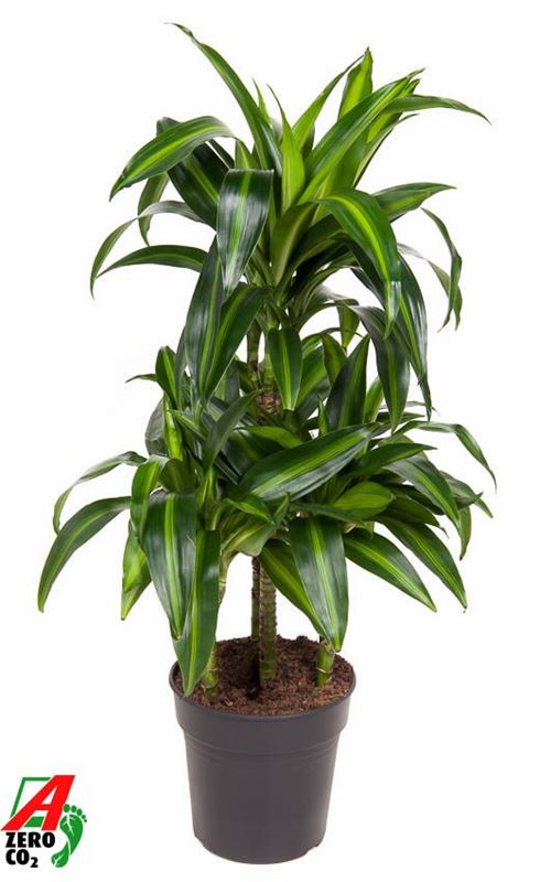Picture of Dracaena fragrans hawaiian carrousel 045