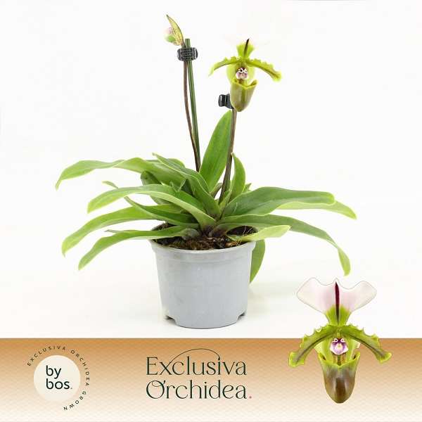 Picture of Paphiopedilum 02-stem milano