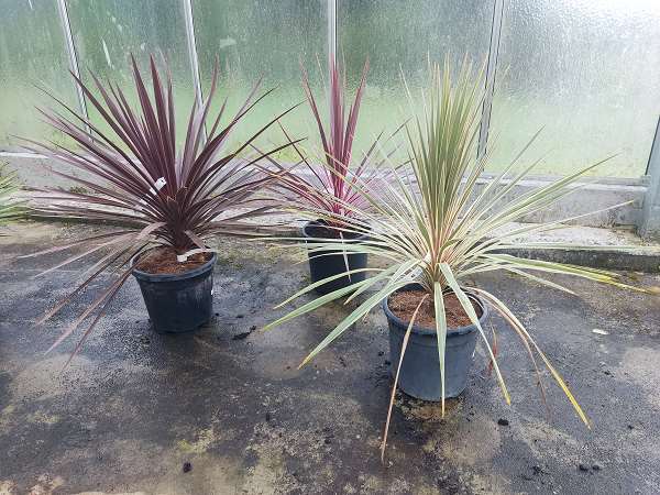 Picture of CORDYLINE MIX C15L