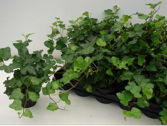 Picture of HEDERA HELIX GREEN MIX