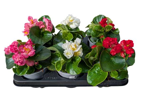 Picture of Begonia sempervlorens doublet mix