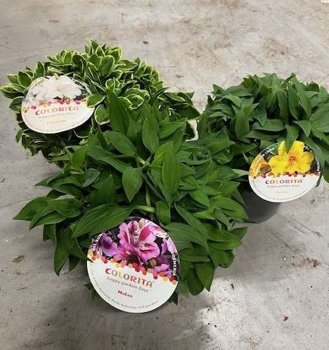 Picture of Alstroemeria