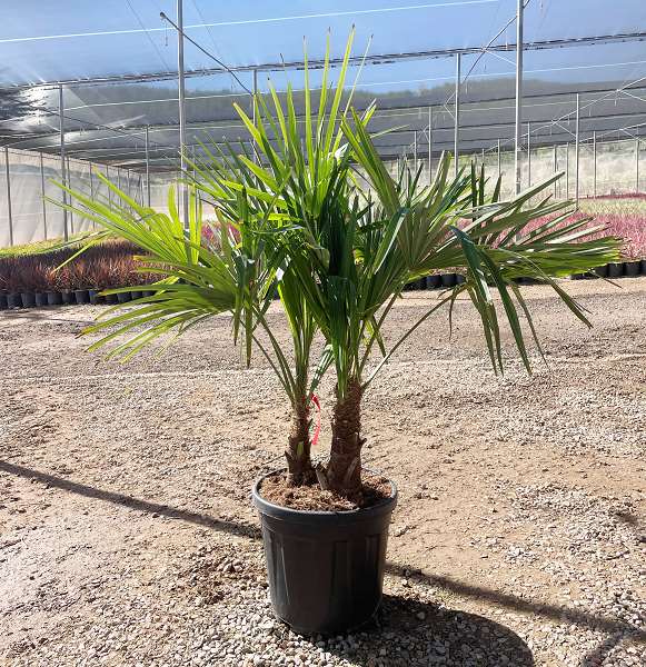 Picture of TRACHYCARPUS FORTUNEI C25L DÉCO GROUPE 2 TRONCS