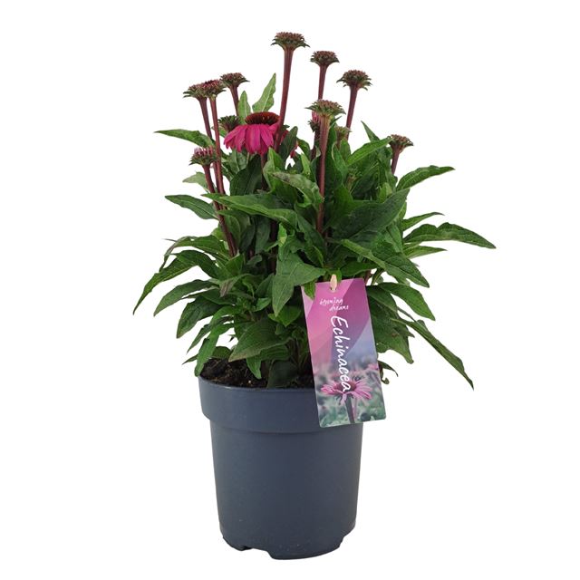 Picture of Echinacea mooodz courage
