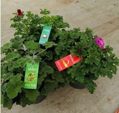 Picture of Pelargonium odorant - scented geraniums