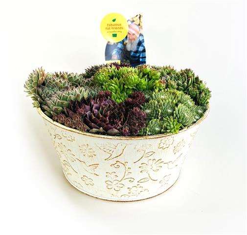 Picture of Sempervivum kolibri bowl zinc