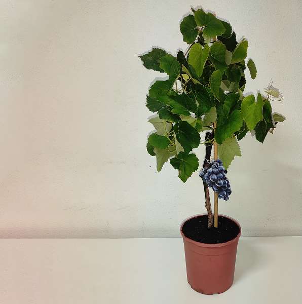 Picture of VITIS VINIFERA MINI TIGE 19CM