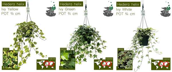 Picture of HEDERA HELIX MIX HANGING BASKET