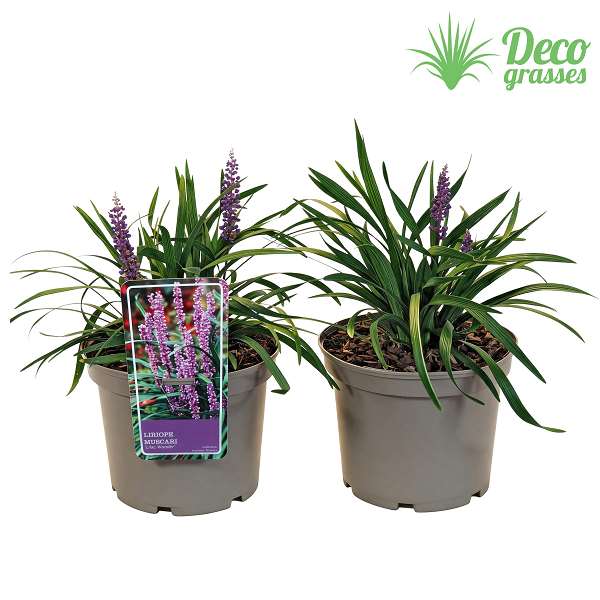 Picture of Liriope muscari lilac wonder
