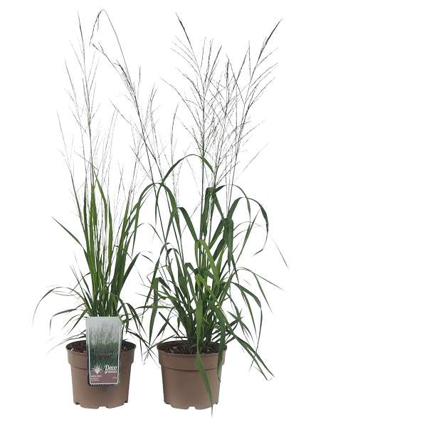 Picture of MOLINIA ARUNDINACEA KARL FOERSTER