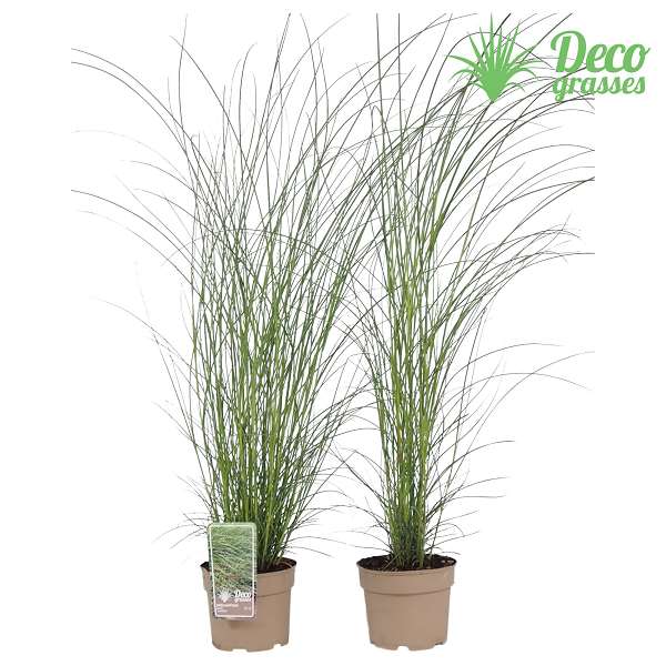 Picture of MISCANTHUS SINENSIS GRACILLIMUS