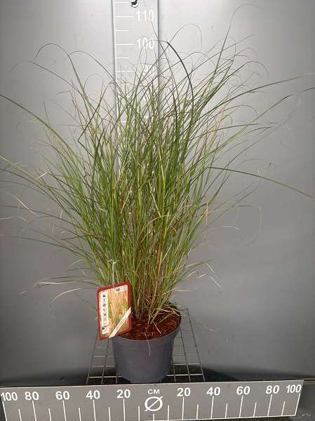 Picture of MISCANTHUS SINENSIS KLEINE SILBERSPINNE