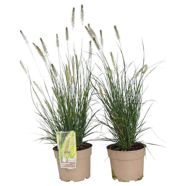 Picture of PENNISETUM ALOPECUROIDES HAMELN