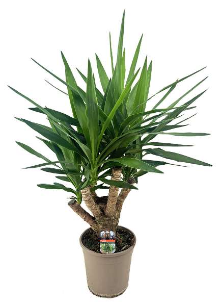 Picture of Yucca elephantipes branched