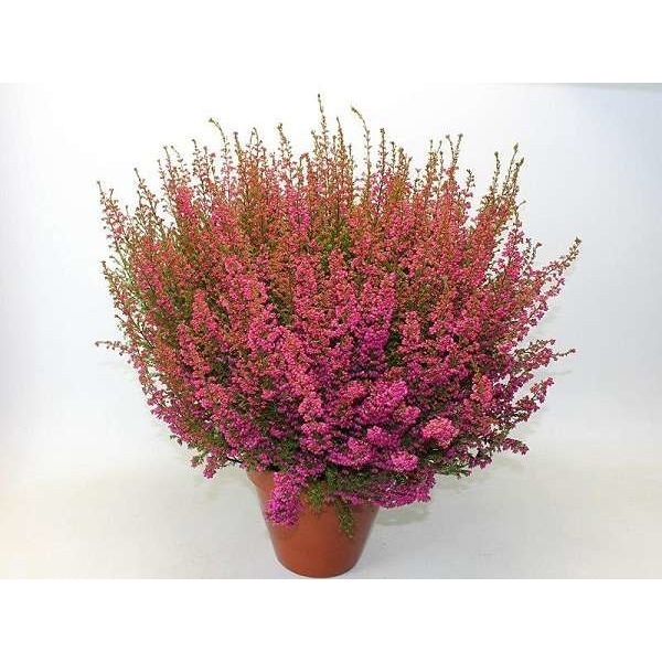 Picture of Erica gracilis unicolor 30-35 terracotta pot