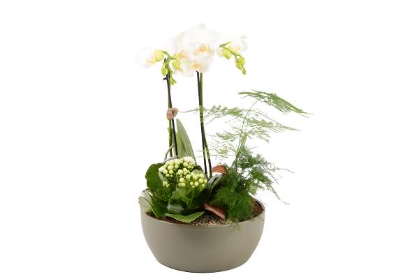 Picture of Arrangement 03pp kolibri 02-stem