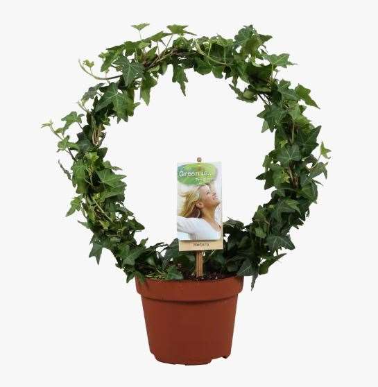 Picture of HEDERA HELIX GREEN HOOP