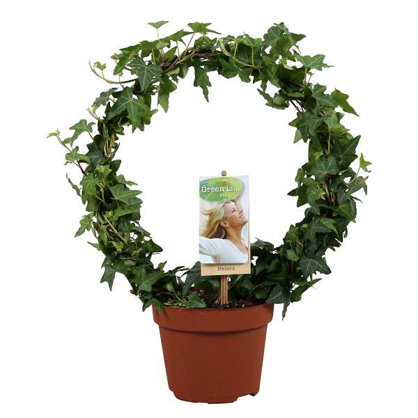 Picture of HEDERA HELIX GREEN HOOP