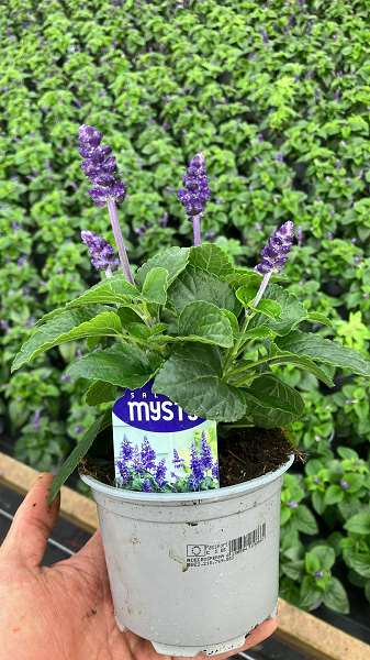 Picture of Salvia mysty