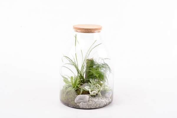 Picture of Terrarium 04pp