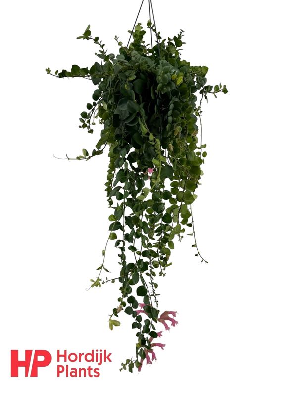 Picture of Aeschynanthus pink polka in hanging basket