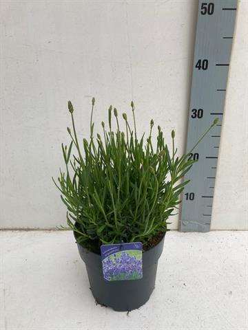 Picture of Lavandula angustifolia hidcote