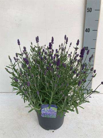 Picture of LAVANDULA ANGUSTIFOLIA HIDCOTE