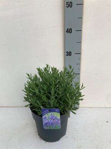 Picture of Lavandula angustifolia hidcote