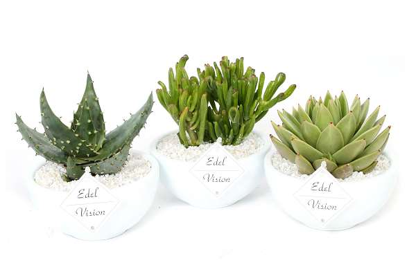 Picture of SUCCULENT MIX IN WHITE BOWL