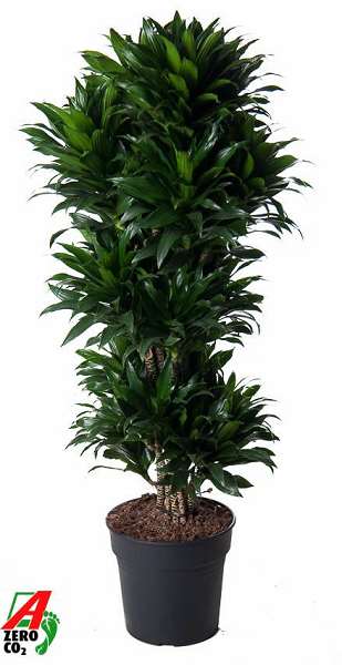 Picture of Dracaena compacta branched