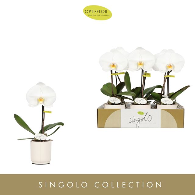 Picture of PHALAENOPSIS 01-STEM SINGOLO TOSHA IN CERAMIC