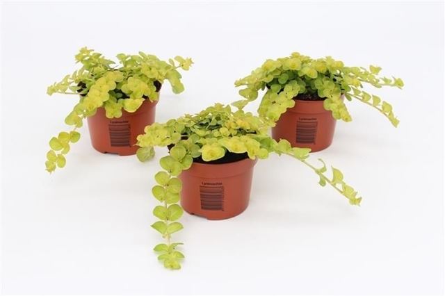 Picture of Lysimachia goldii lock