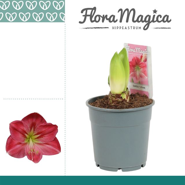 Picture of HIPPEASTRUM (AMARYLLIS) 02-FL SWEET PINK