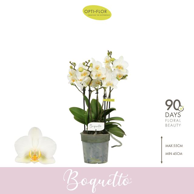 Picture of Phalaenopsis 03/05-stem boquetto beauty