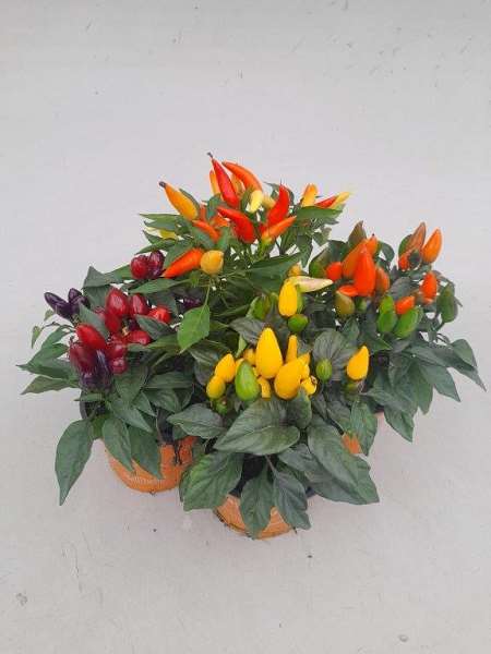 Picture of CAPSICUM MIX