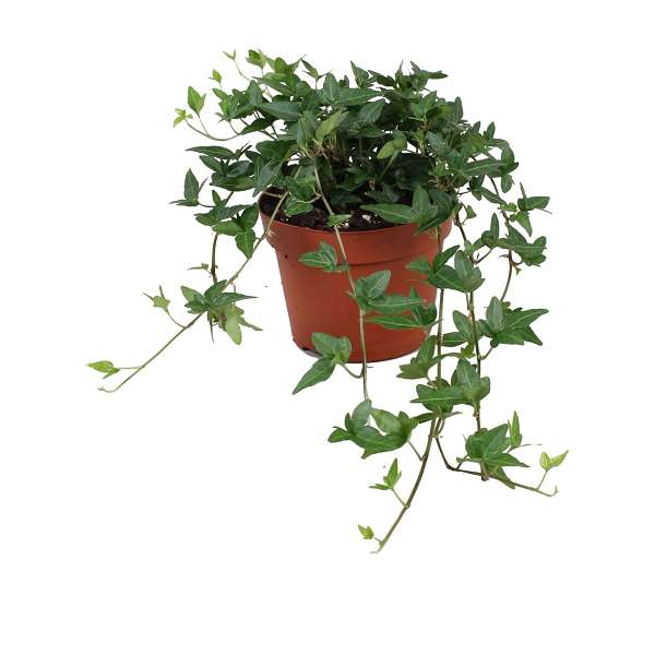 Picture of Hedera helix shamrock