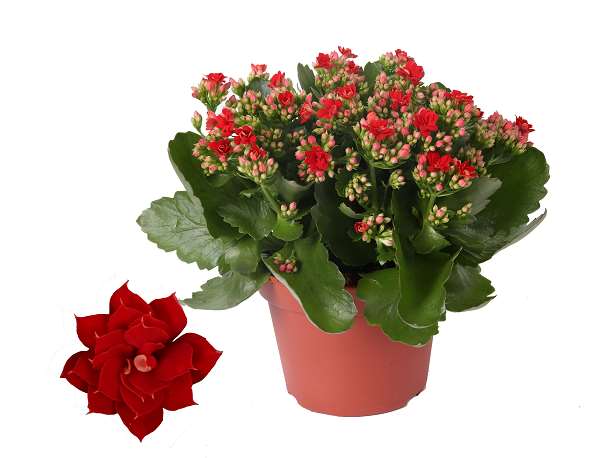 Picture of KALANCHOE BLOSSFELDIANA DOUBLE RED