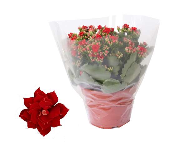 Picture of KALANCHOE BLOSSFELDIANA DOUBLE RED