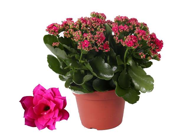 Picture of KALANCHOE BLOSSFELDIANA DOUBLE PURPLE