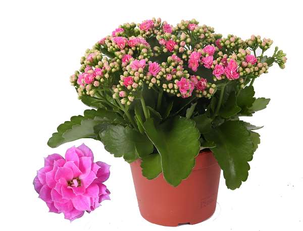 Picture of KALANCHOE BLOSSFELDIANA DOUBLE PINK