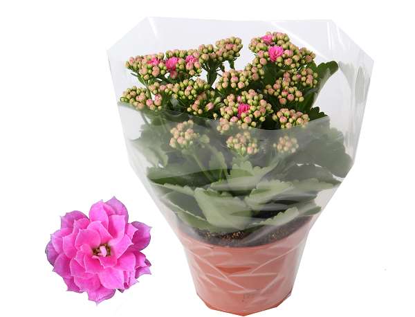 Picture of KALANCHOE BLOSSFELDIANA DOUBLE PINK