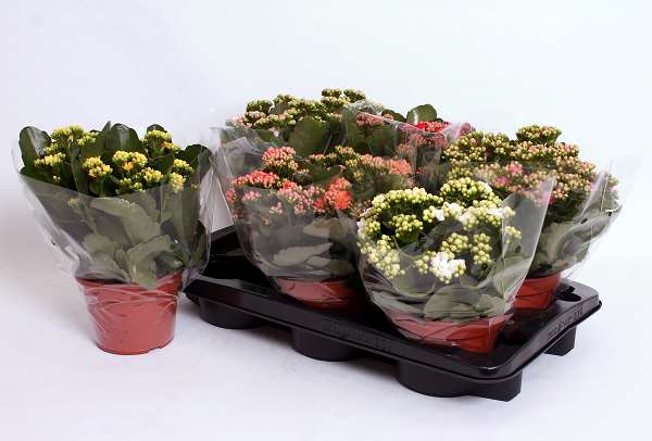 Picture of KALANCHOE BLOSSFELDIANA DOUBLE MIX