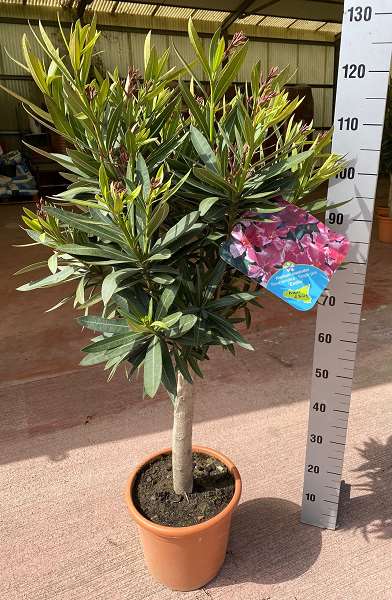 Picture of NERIUM OLEANDER TIGE P26CM